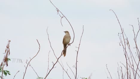 saltamontes estriado, megalurus palustris, tailandia