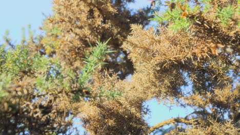 gorse bush in autumn early morning light with slow pull out revealing more plant