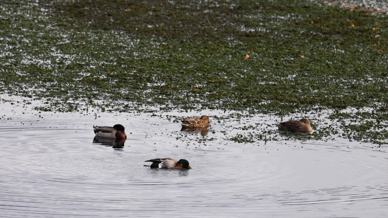 Ducks gracefully swim and dive in a serene lake setting, captured with natural lighting and a calm atmosphere