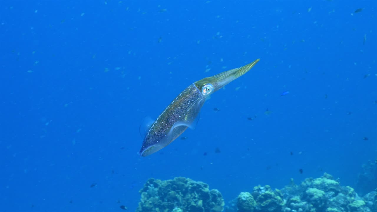 쿠라카오 주변의 카리브 해의 산호초에 있는 카리브 산호초 오징어