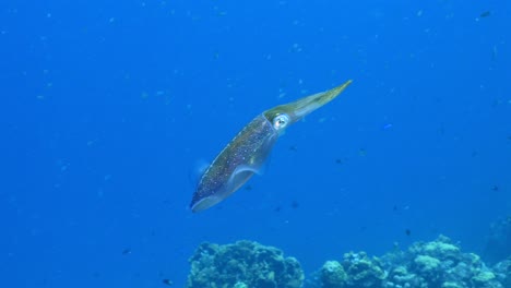calamar de arrecife del caribe en el arrecife de coral del mar del caribe alrededor de curacao