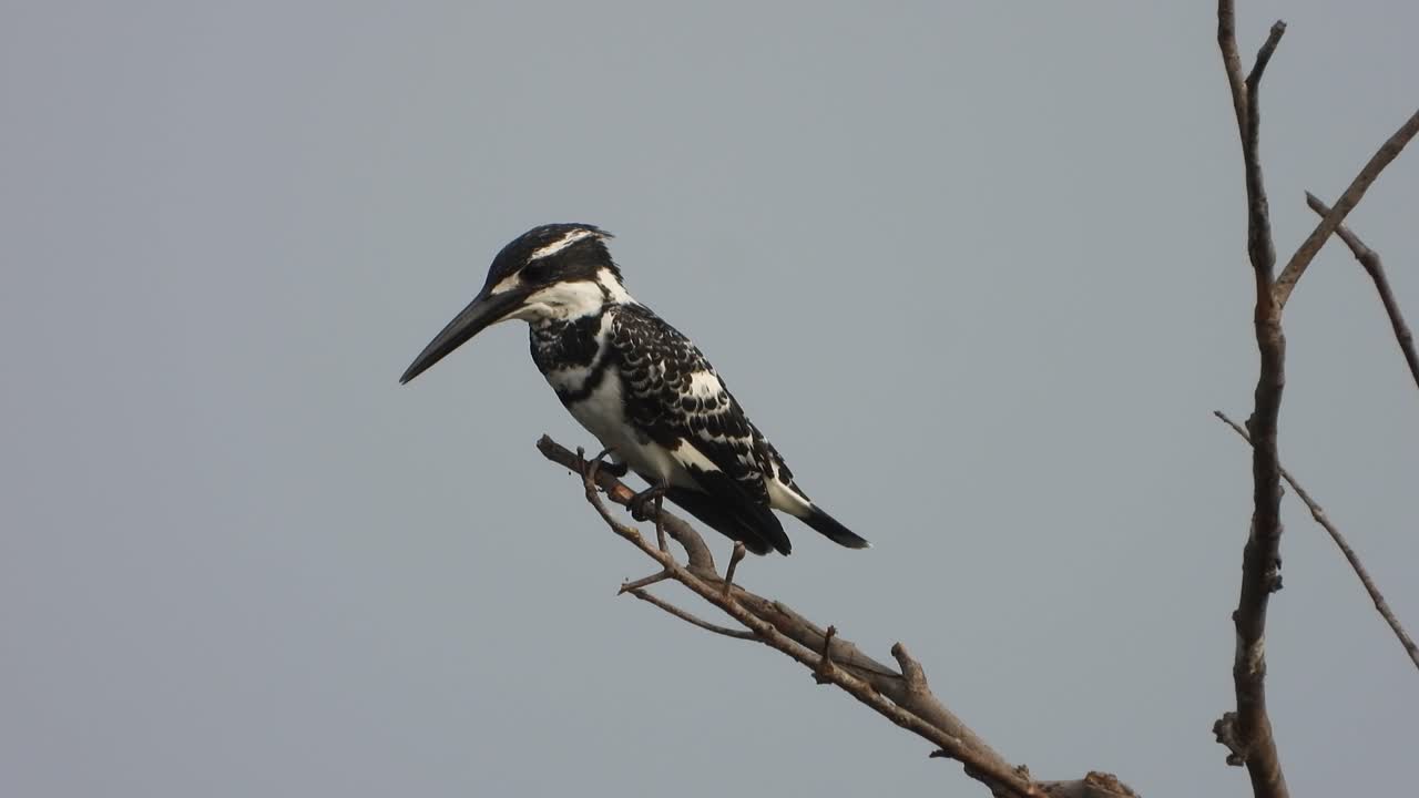 martín pescador de varios colores esperando orar en el área del estanque