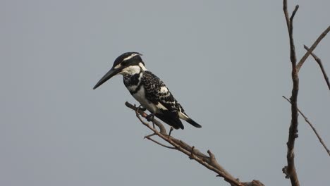 pied kingfisher waiting for pray in pond area