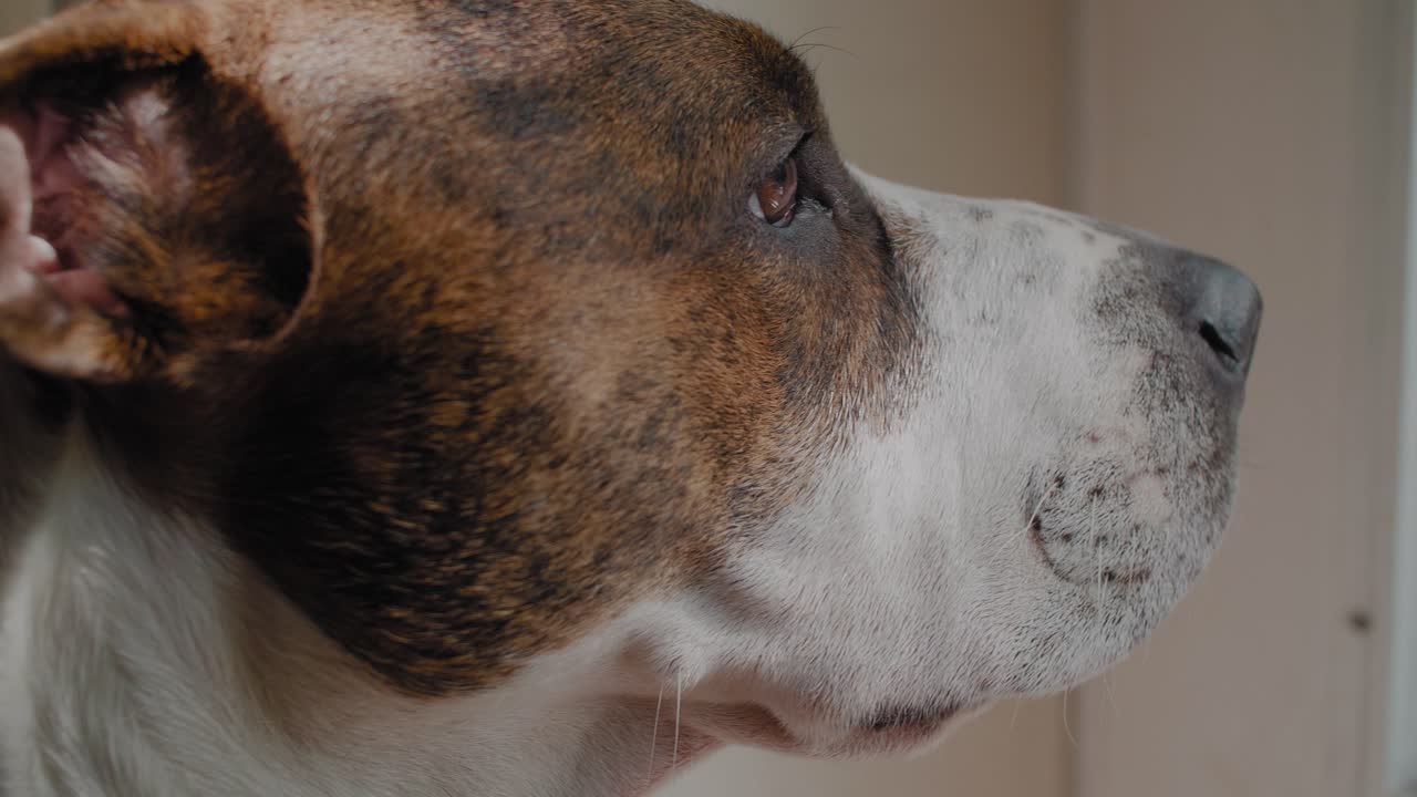 perro mira por la ventana