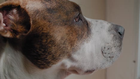 dog looks out the window