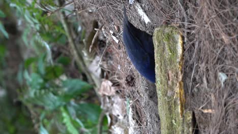 view of javan whistling thrush bird scavening for food behind dry wood then jumping and flying