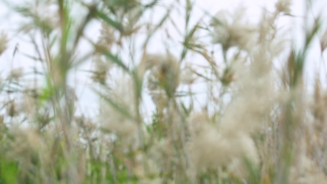 Rack focus, tall leafy grass swaying in gentle breeze, close up slow motion