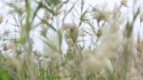 rack focus, tall leafy grass swaying in gentle breeze, close up slow motion