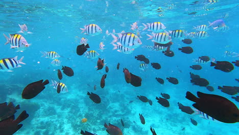 Feeding-frenzy-for-school-of-fish-in-the-Indian-Ocean,-Nungwi,-Zanzibar,-Tanzania