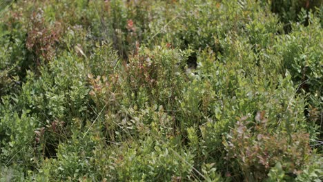 vegetation gently waving in the wind