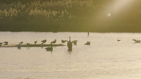 ducks are swimming in the pond