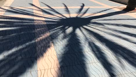 big palm tree shadow moving with the wind on the ground in marbella malaga spain