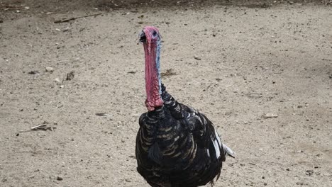 pavo