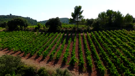 slow aerial establishing shot of rows of vines growing in the south of france