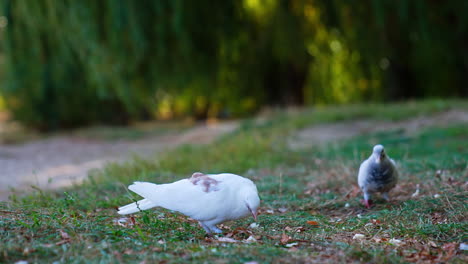 a pair of white pigeons in search for food. wild birds pick the bread crumbs in the grass. close up.