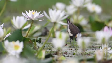 water-bird-with-elongated-toes-and-nails-,-white-wing-patch-and-head-,-black-body-and-yellow-neck-patch