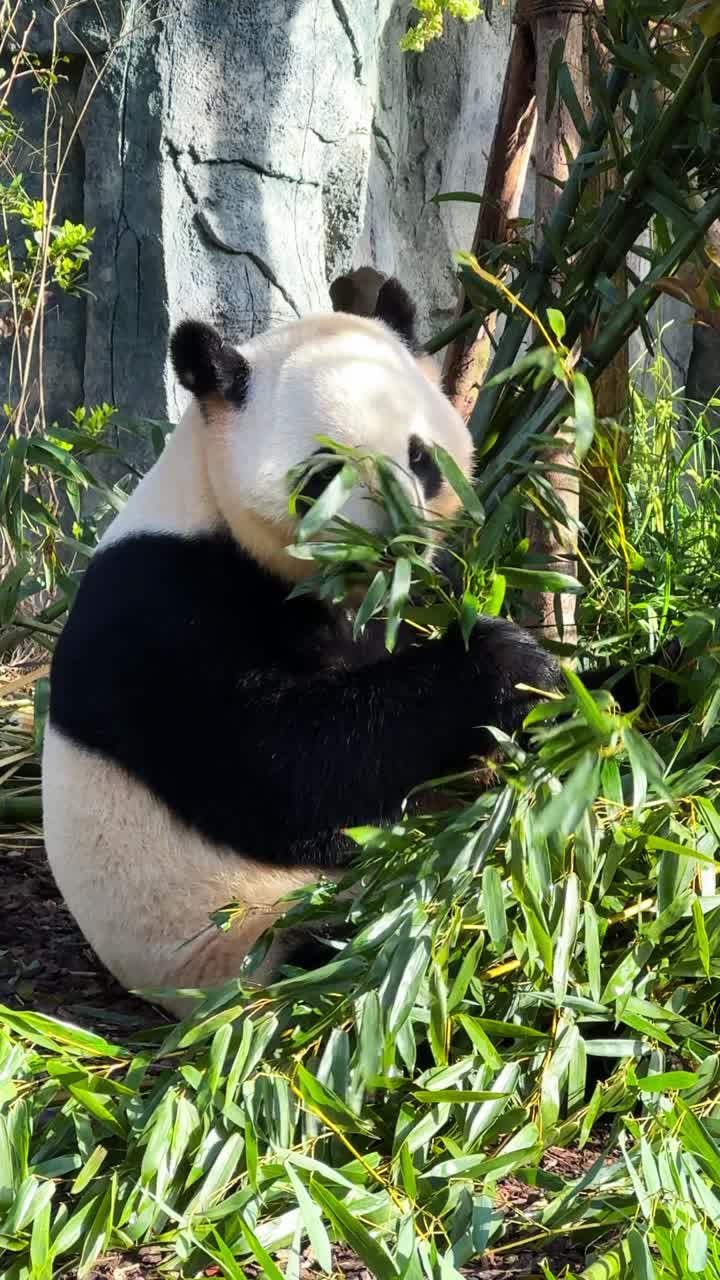 Panda sits eating bamboo in the morning sun. Panda Research Centre, Chengdu, Sichuan, China.