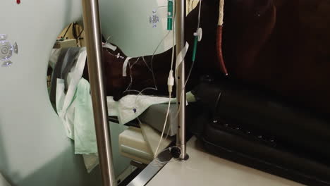 caballo anestesiado, en clínica veterinaria, sometido a una tomografía computarizada, radiología