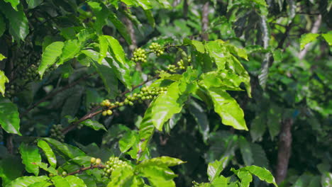 frutas deliciosas de café verde colgando de las ramas en una próspera granja de café