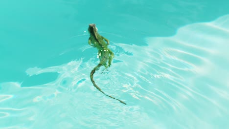 iguana swimming in pool 2