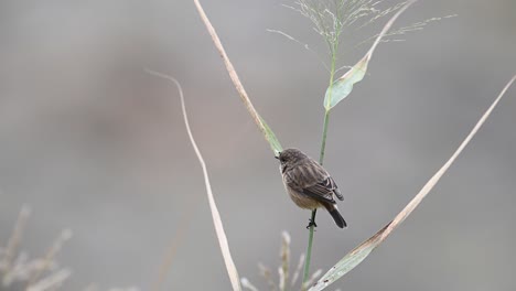 the beautiful  siberian stonechat perched