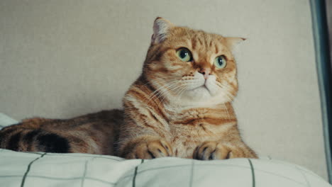 a scottish fold cat relaxing