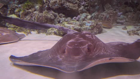 Stingrays-under-water.-Stingrays-are-a-group-of-sea-rays,-which-are-cartilaginous-fish-related-to-sharks.