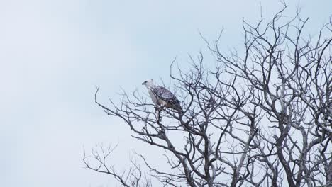 Juvenile-Martial-eagle-with-white-plumage-perched-in-leafless-tree