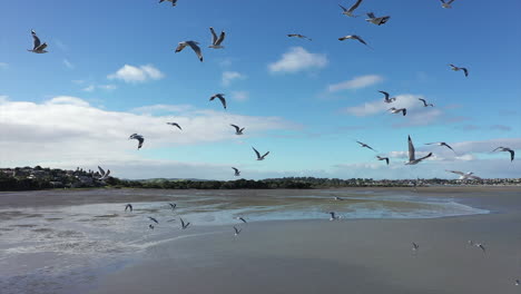 Flock-of-seagulls-fly-around,-panorama-of-Half-Moon-Bay-Auckland,-aerial-shot