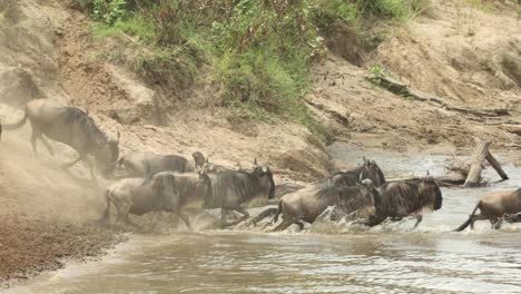 nervous wildebeest entering the water for a river crossing during the great migration in the masai mara, kenya