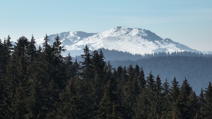 Cima di montagna innevata in una foresta di conifere