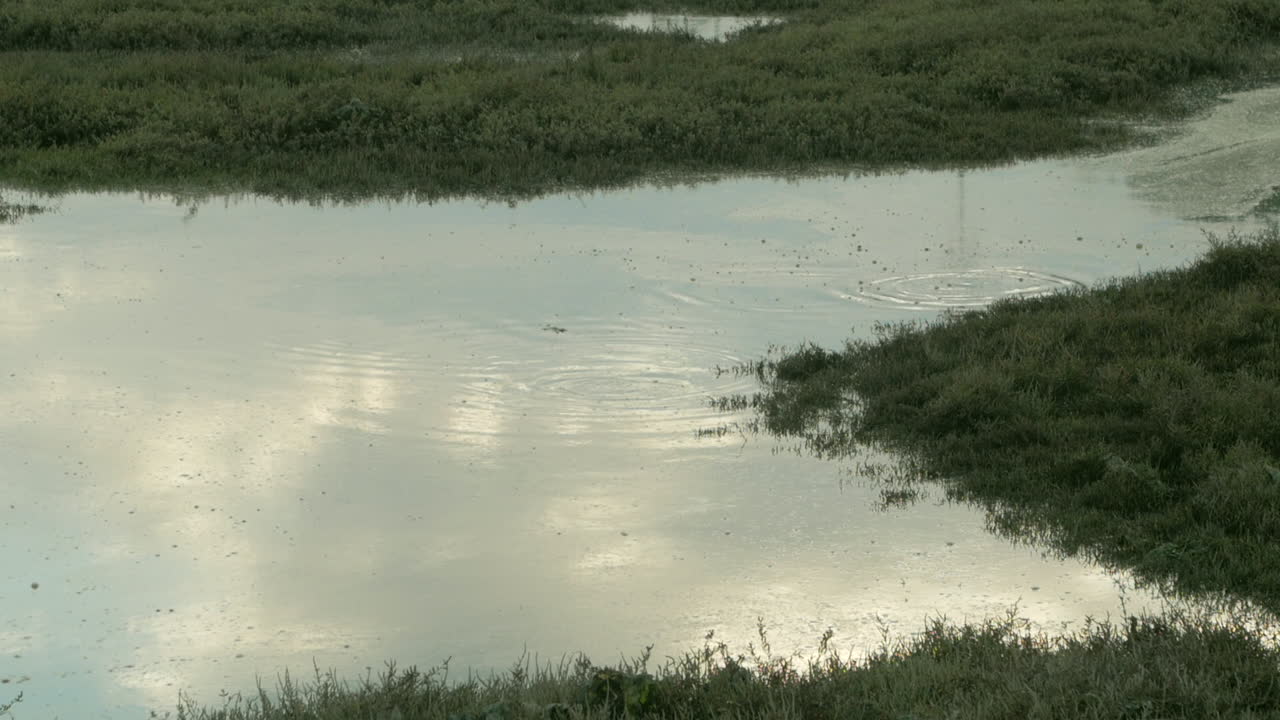 푸른 잔디와 늪의 잔잔한 물에 하늘에 구름의 반사