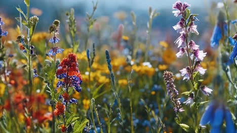 vibrant wildflower meadow