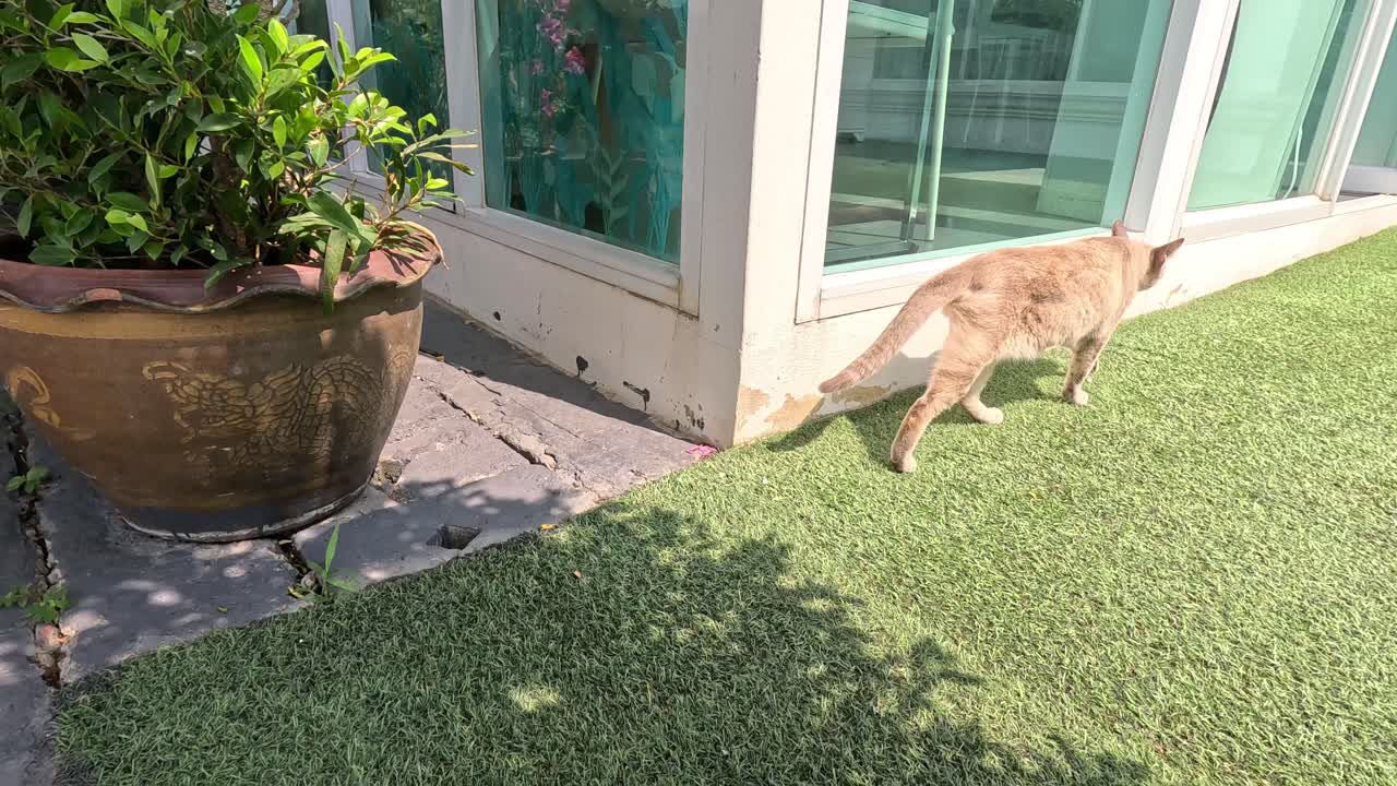 고양이가 산책하고 야외 공간을 조사하고 있습니다.