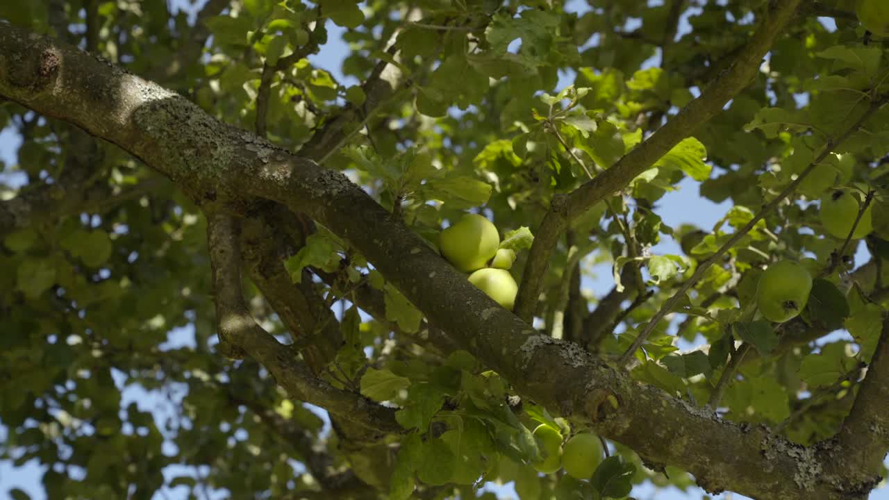 Static shot of green apples on a tree