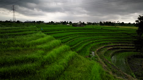 rows of rice field on different tiers along slope, bali countryside