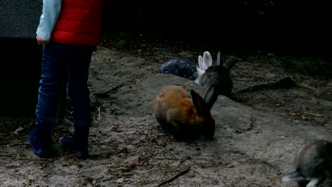 niño jugando con conejos