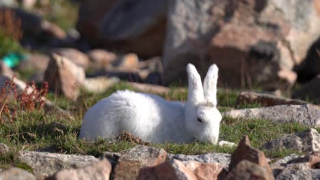 Polarhasen-Grasen-An-Einem-Sonnigen-Frühlingstag-In-Der-Landschaft-Grönlands,-Nahaufnahme