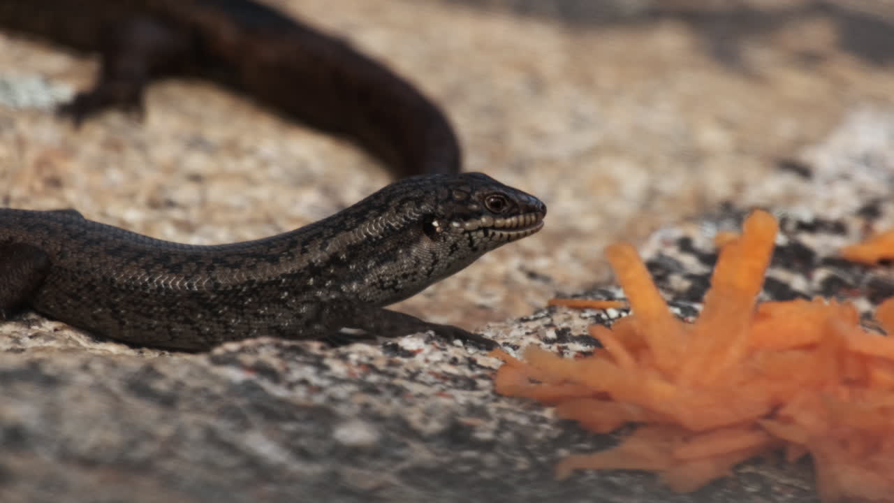 egernia napoleonis, serpiente lagarto comiendo termitas