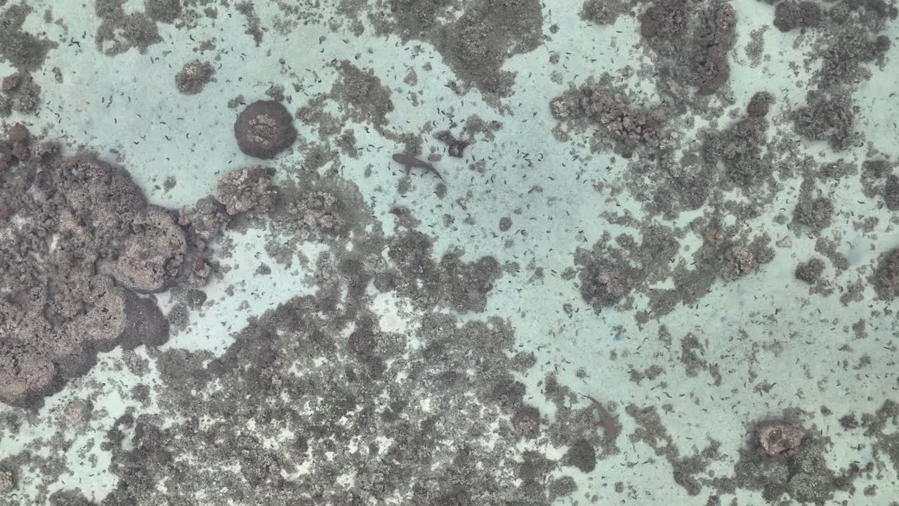 el tiburón de punta negra nadando en la laguna con aguas claras en moorea, polinesia francesa