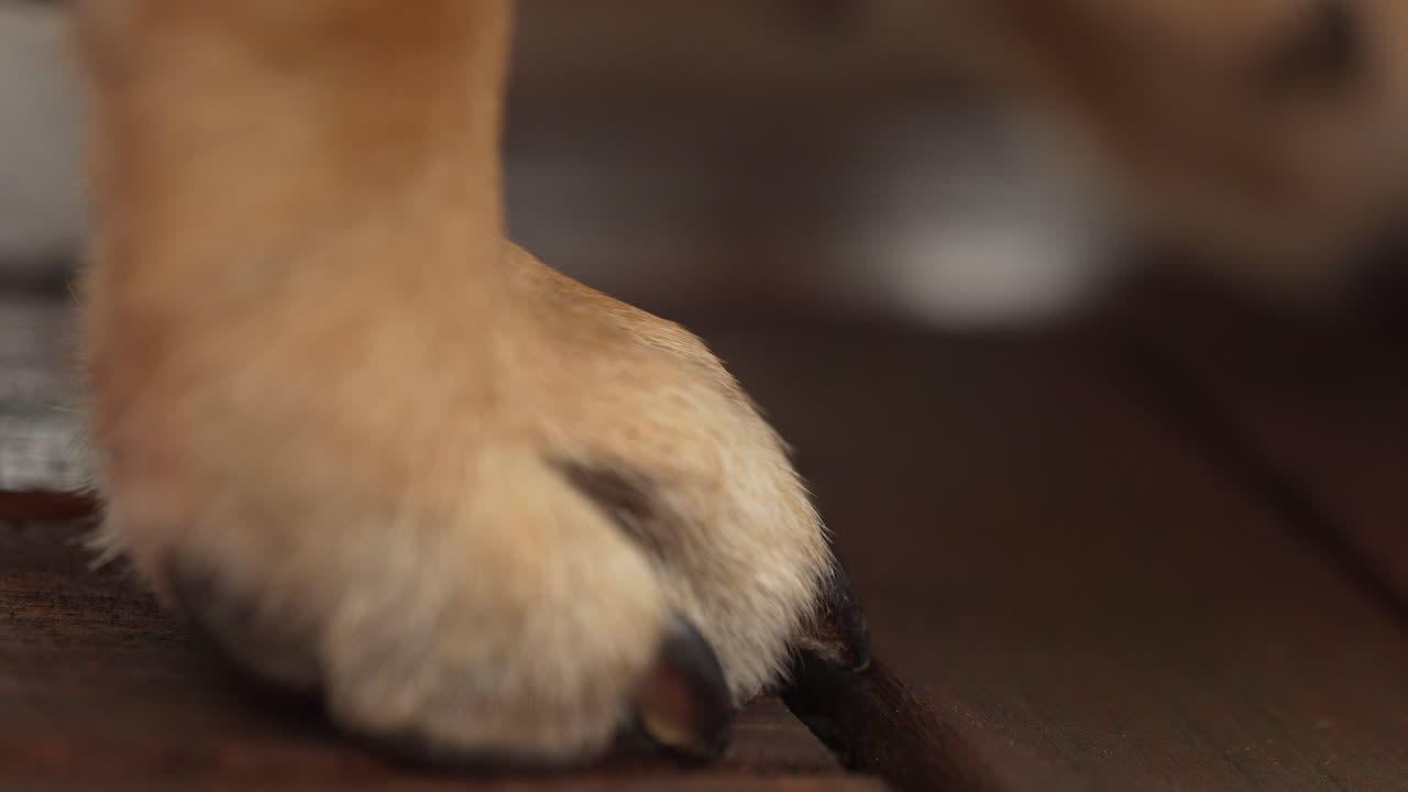 Close-up of a dog's paws walking on a brown parquet floor