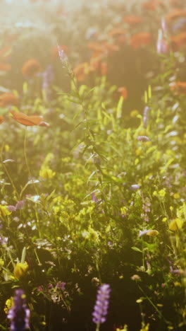 beautiful wildflowers in a meadow