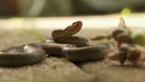 Grass-snake-closeup-animal-flickering-tongue-in-a-green-garden-4K