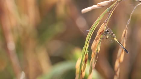 Rice-and-Dragonfly-in-Early-Morning-at-Surin-Province,-Thailand