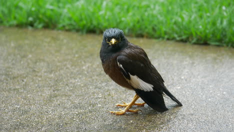 Asiatische-Myna-Schüttelt-Ihren-Klatschnassen-Körper-Auf-Einem-Fußweg