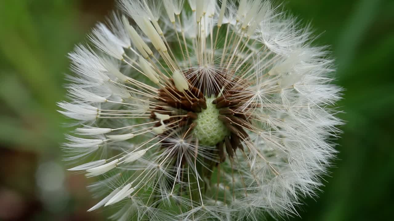 diente de león, taraxacum, en semillas. islas británicas