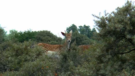 Im-Busch-Stehen-Ein-Junges-Damhirschmännchen-Und-Ein-Damhirschweibchen