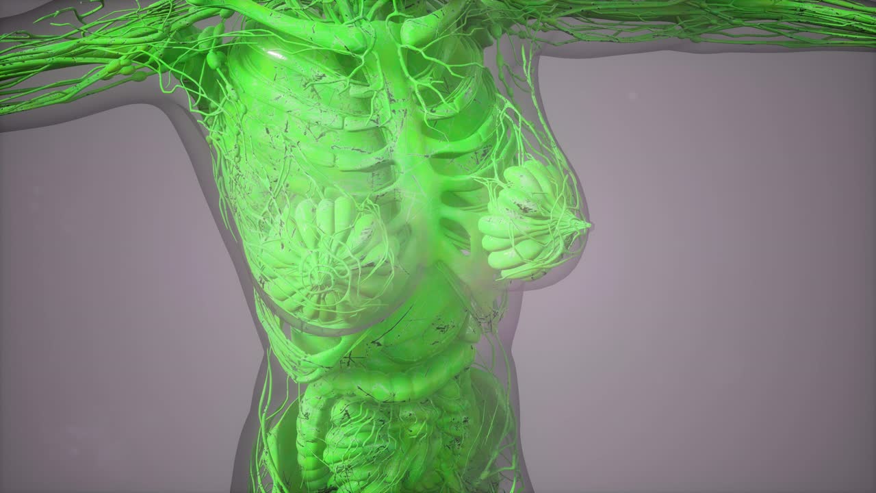 modelo que muestra la anatomía del cuerpo humano ilustración