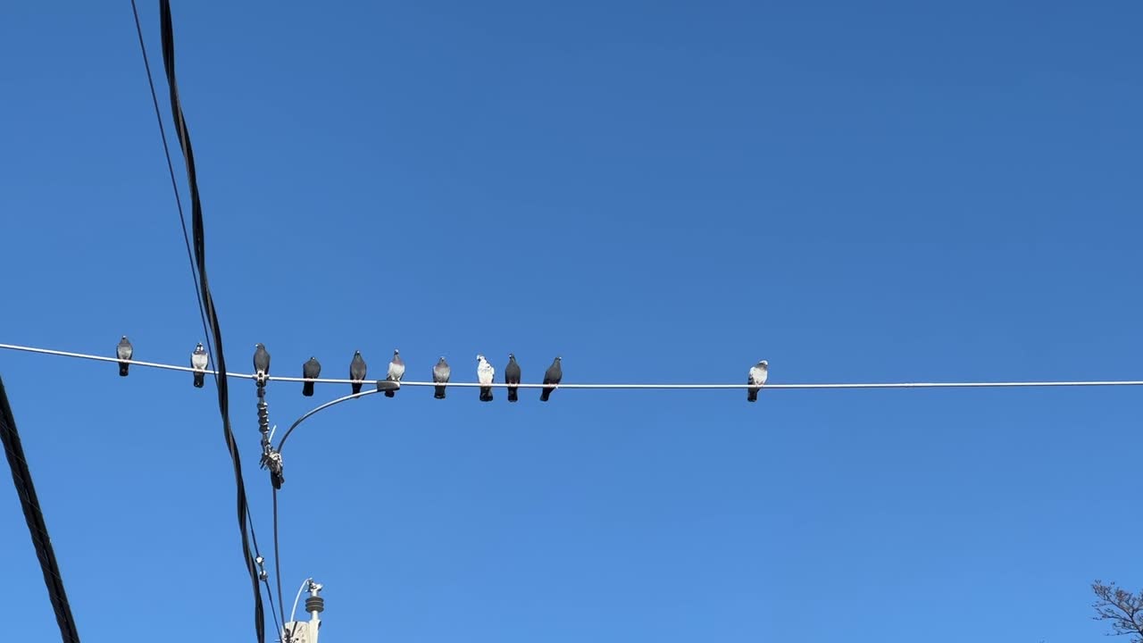 стая голубей, сидящих на электрическом проводе на фоне голубого неба