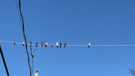 bandada de palomas que se posan en el cable eléctrico sobre fondo de cielo azul